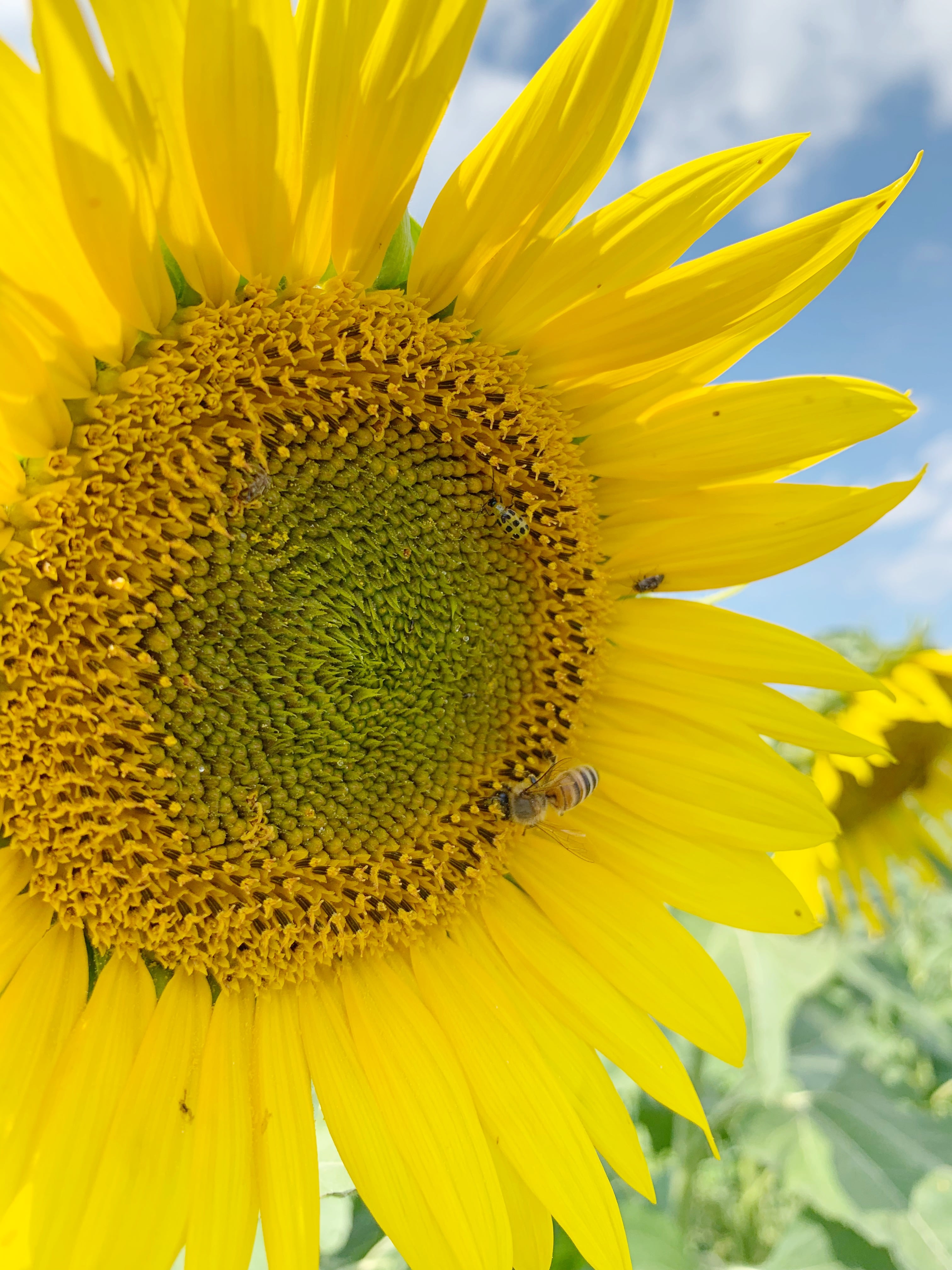 Visiting The Meadowbrooke Gourds Sunflower Field
