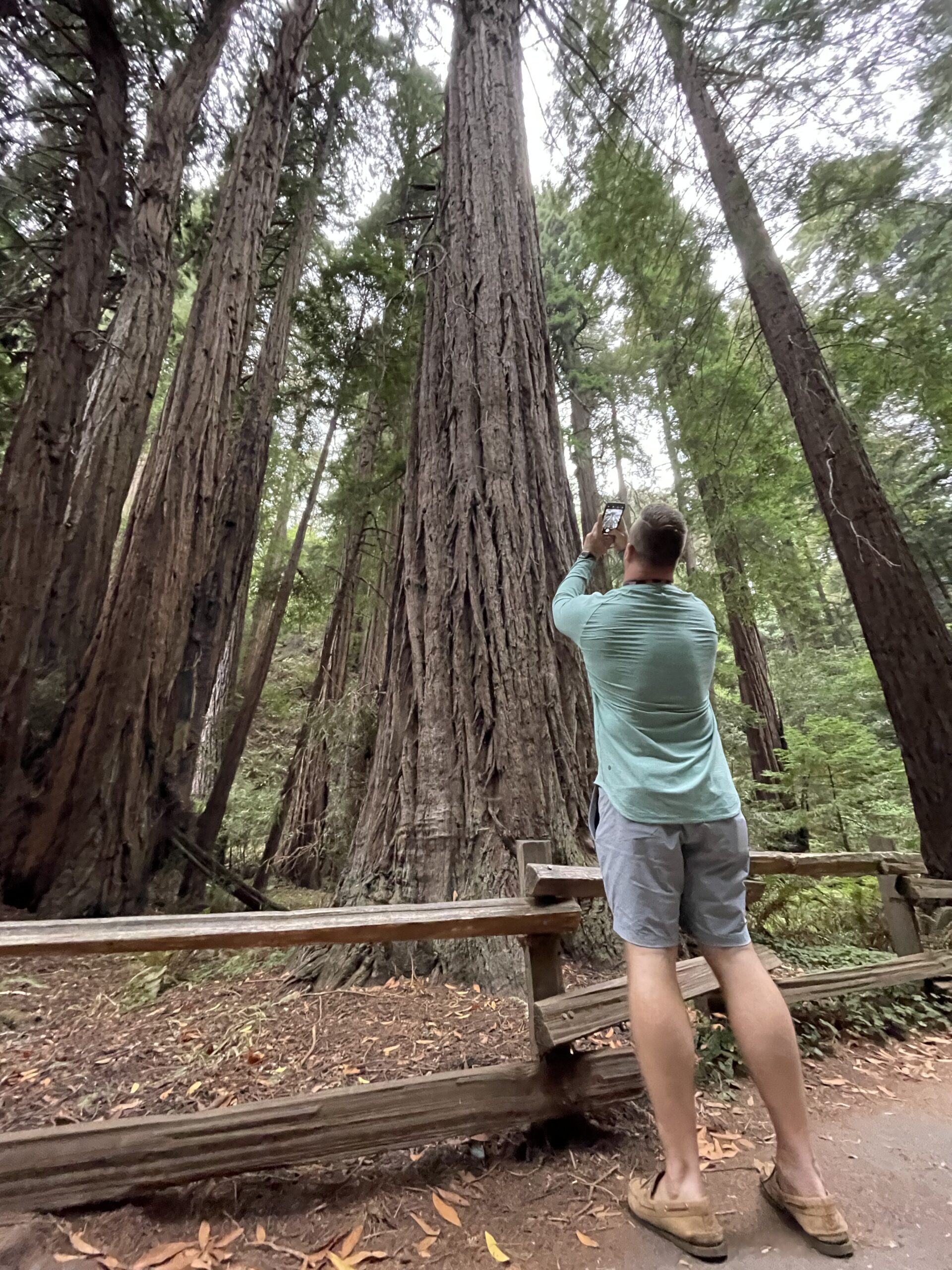 Visiting Muir Woods National Monument LaptrinhX / News