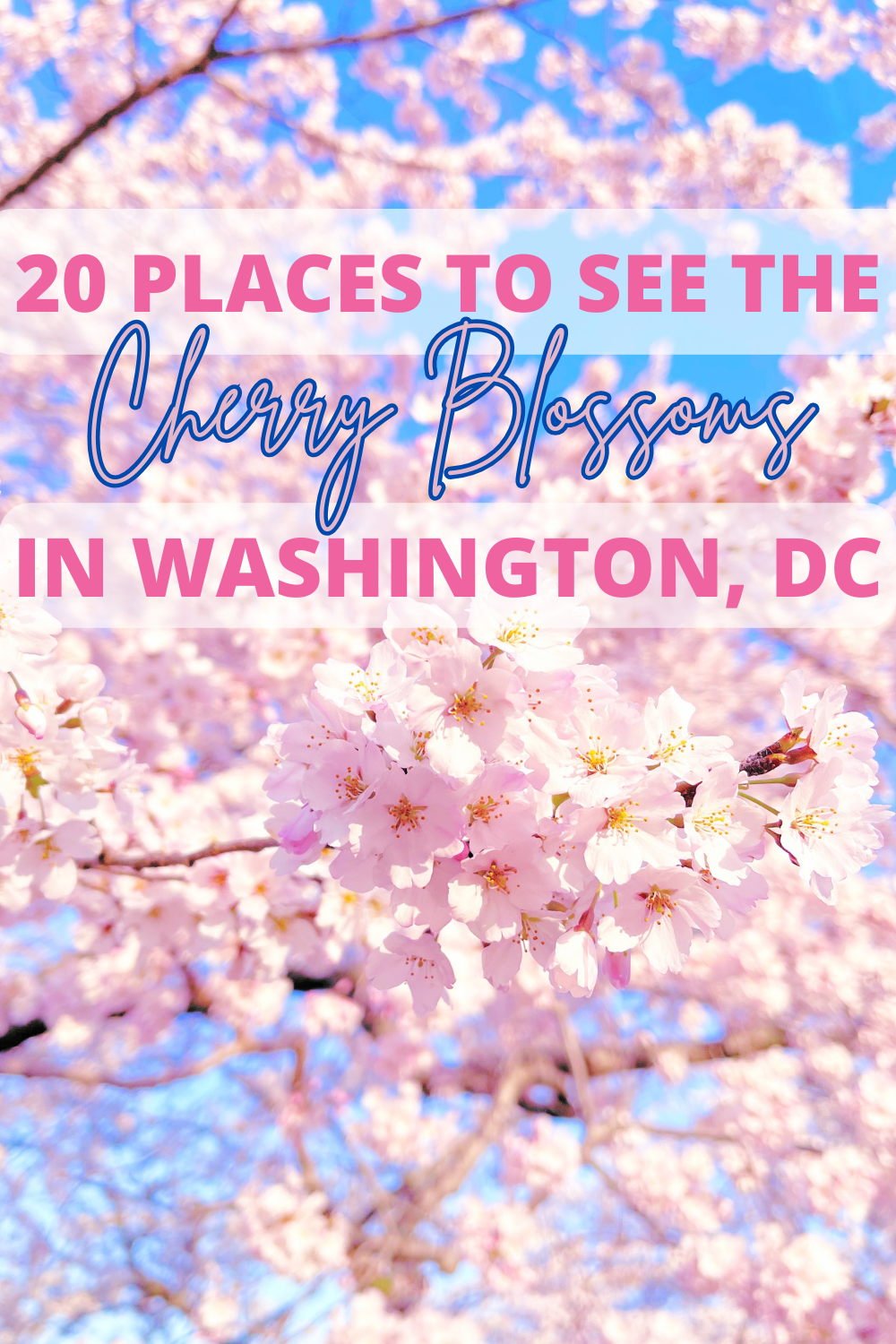 20 Places To See Cherry Blossoms In Washington, DC