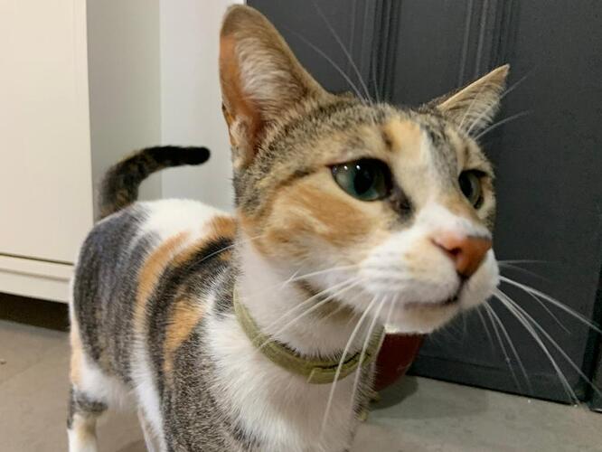 pet (cat) tracking device that has a good integration with