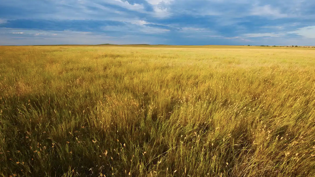 America’s native grasslands are disappearing Community Consultants