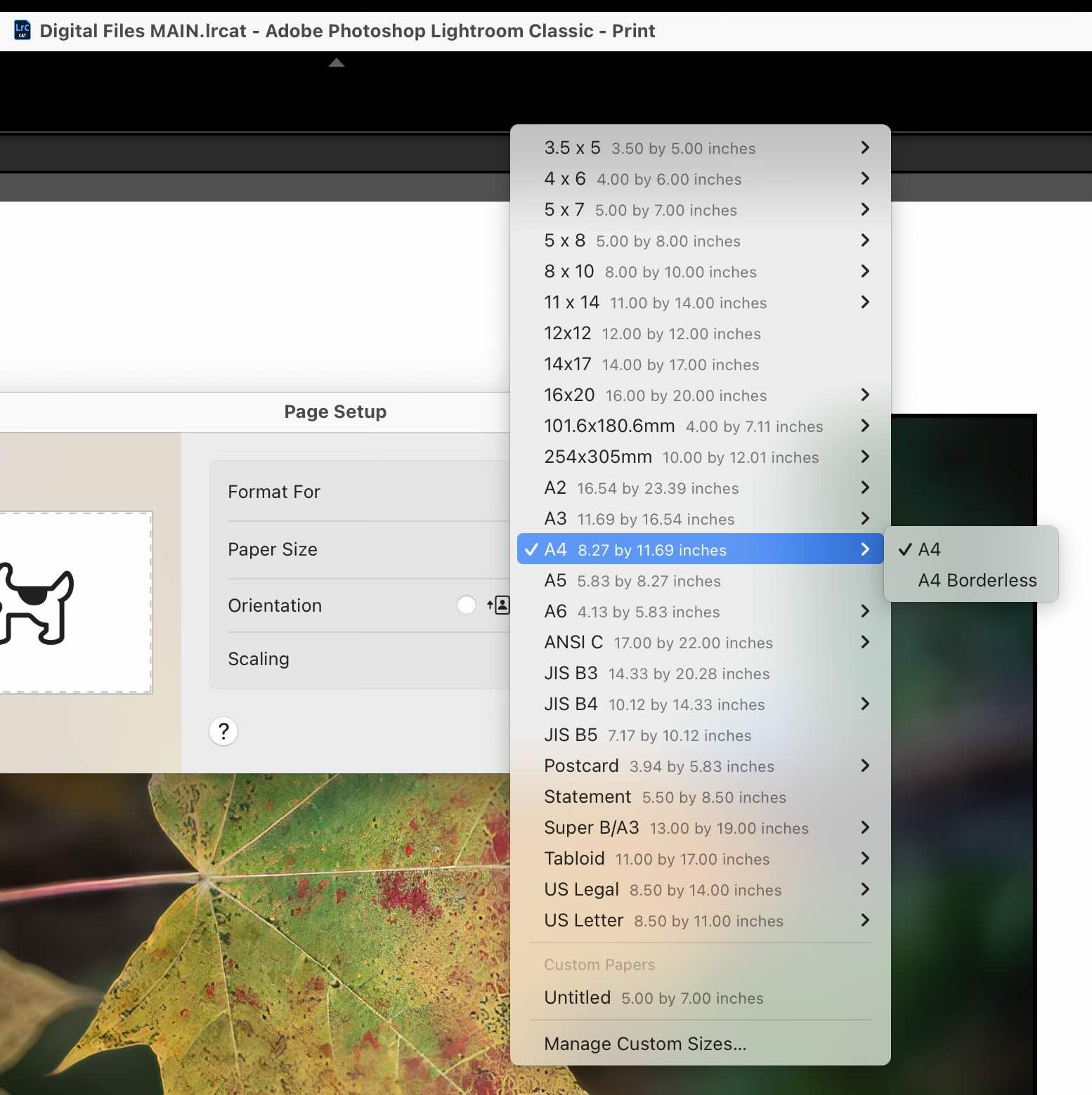 Paper Sizes options differ by catalog Adobe Community 14943874