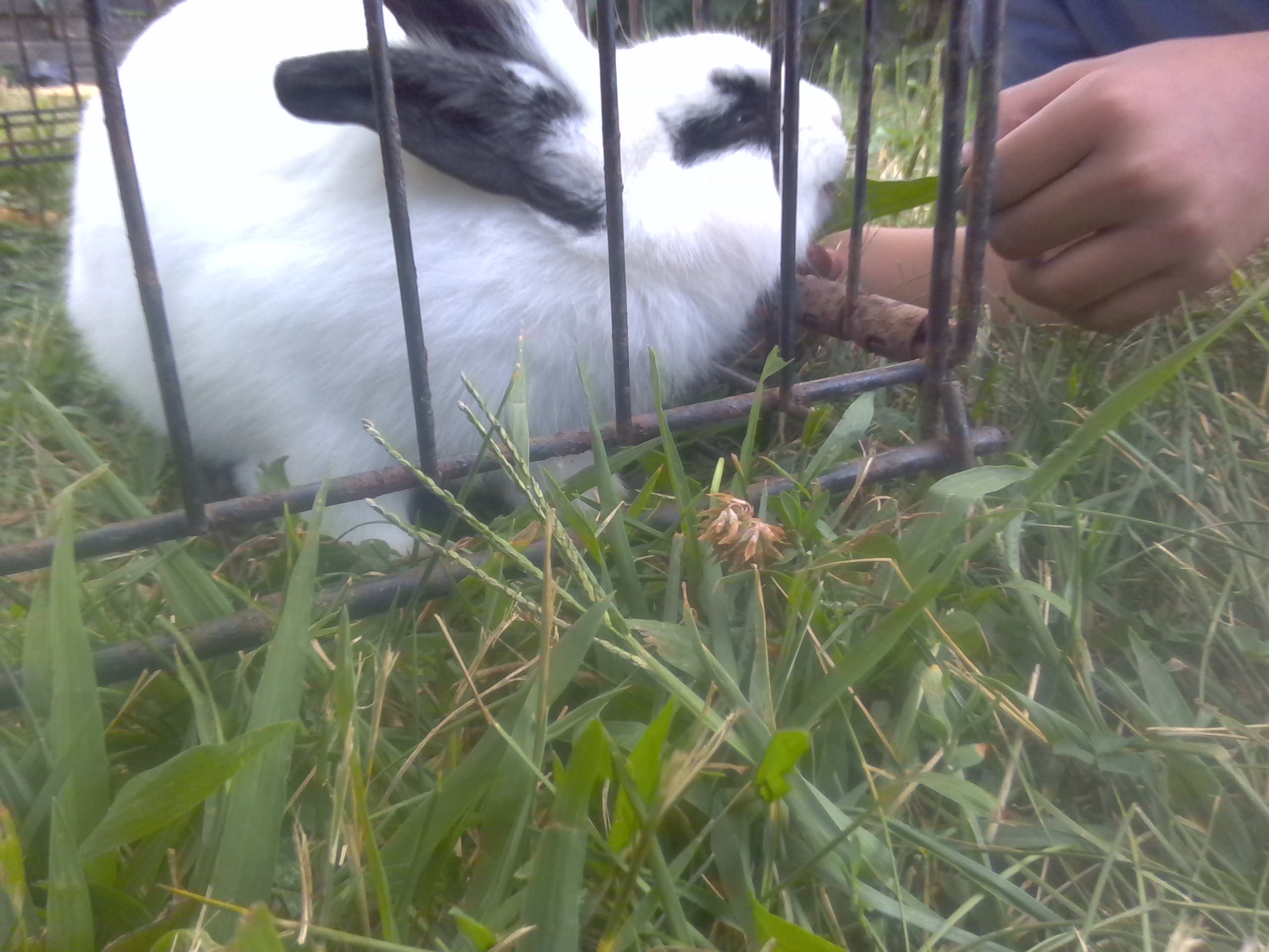 bunny. .. . . General Discussion Custom Cursor Community