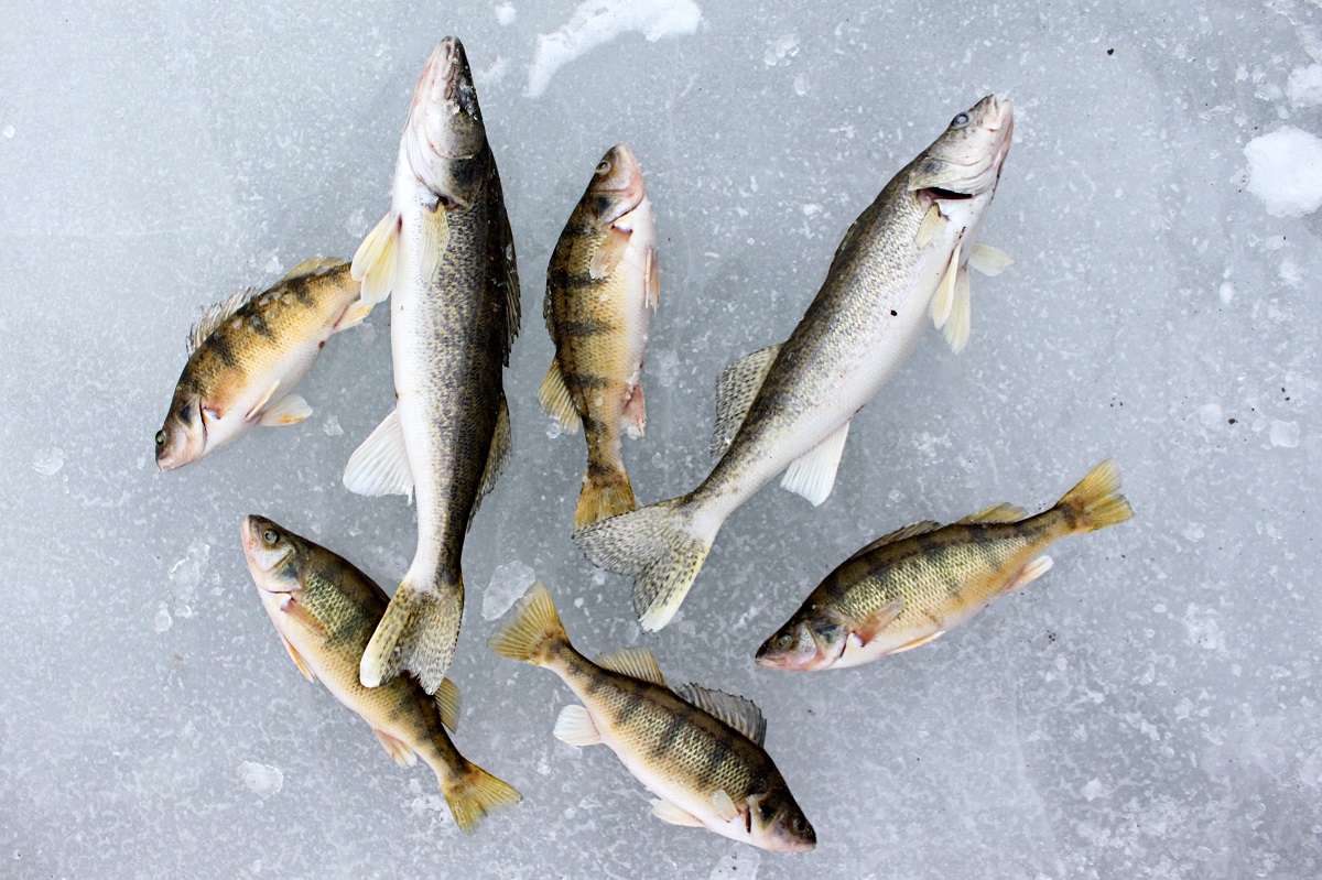 3 Best Types of Structure to Ice Fish Legendary Whitetails