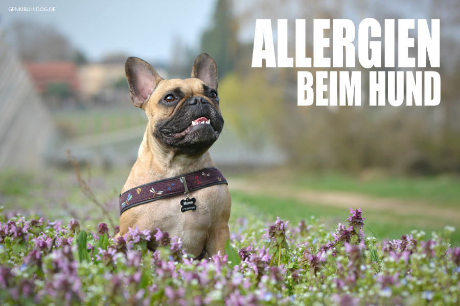 Allergien beim Hund Die unendliche Geschichte miDoggy