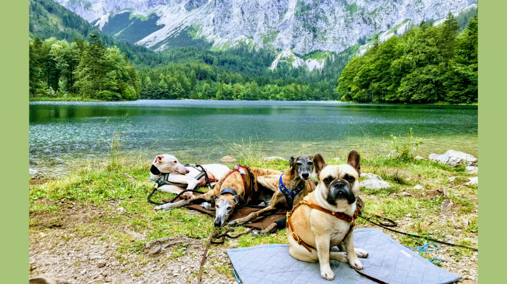 Urlaub mit Hund im Salzkammergut Unterkunft und