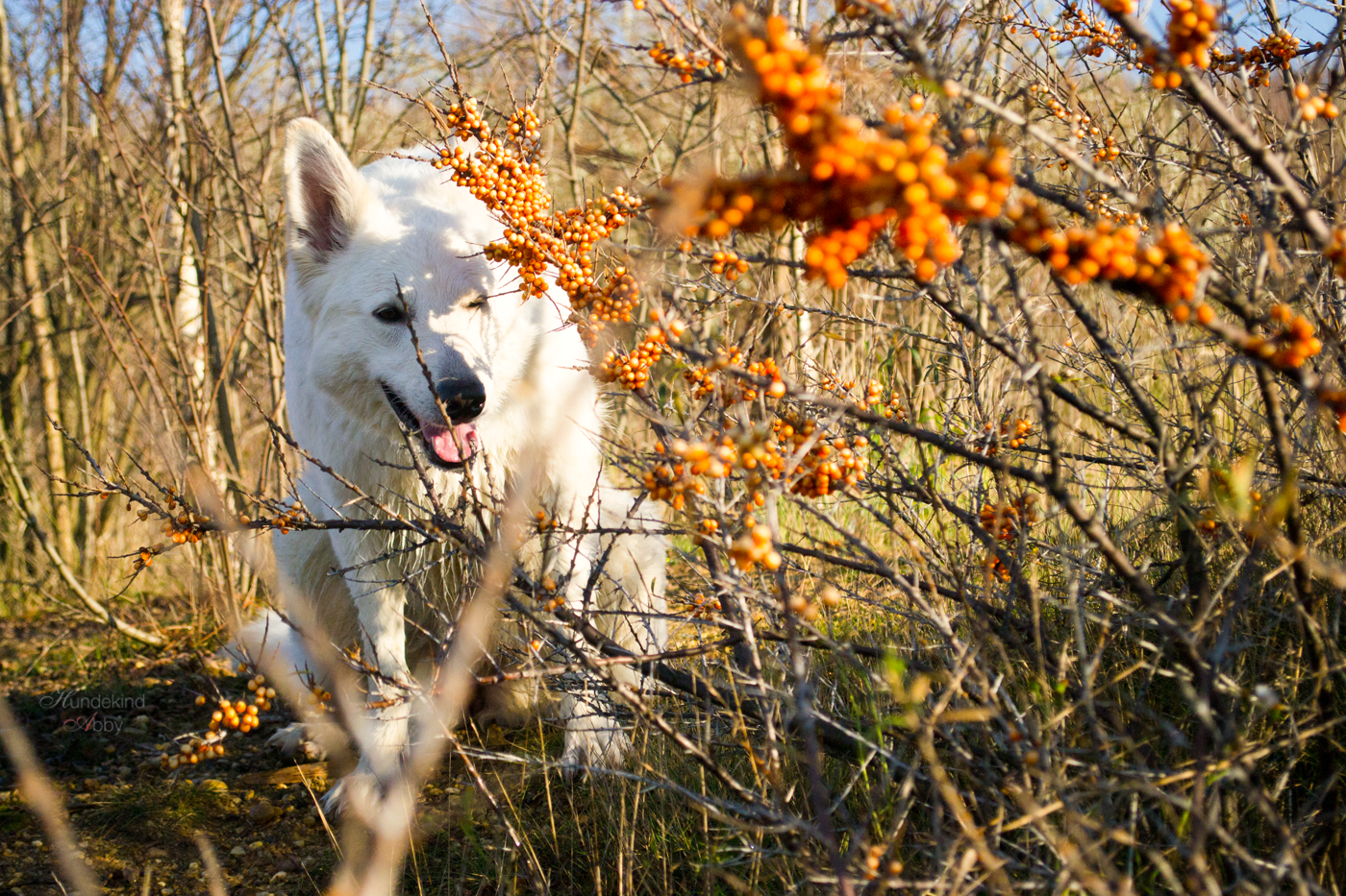 WIE HUNDE SICH VERSTÄNDIGEN. [WERBUNG] miDoggy Community