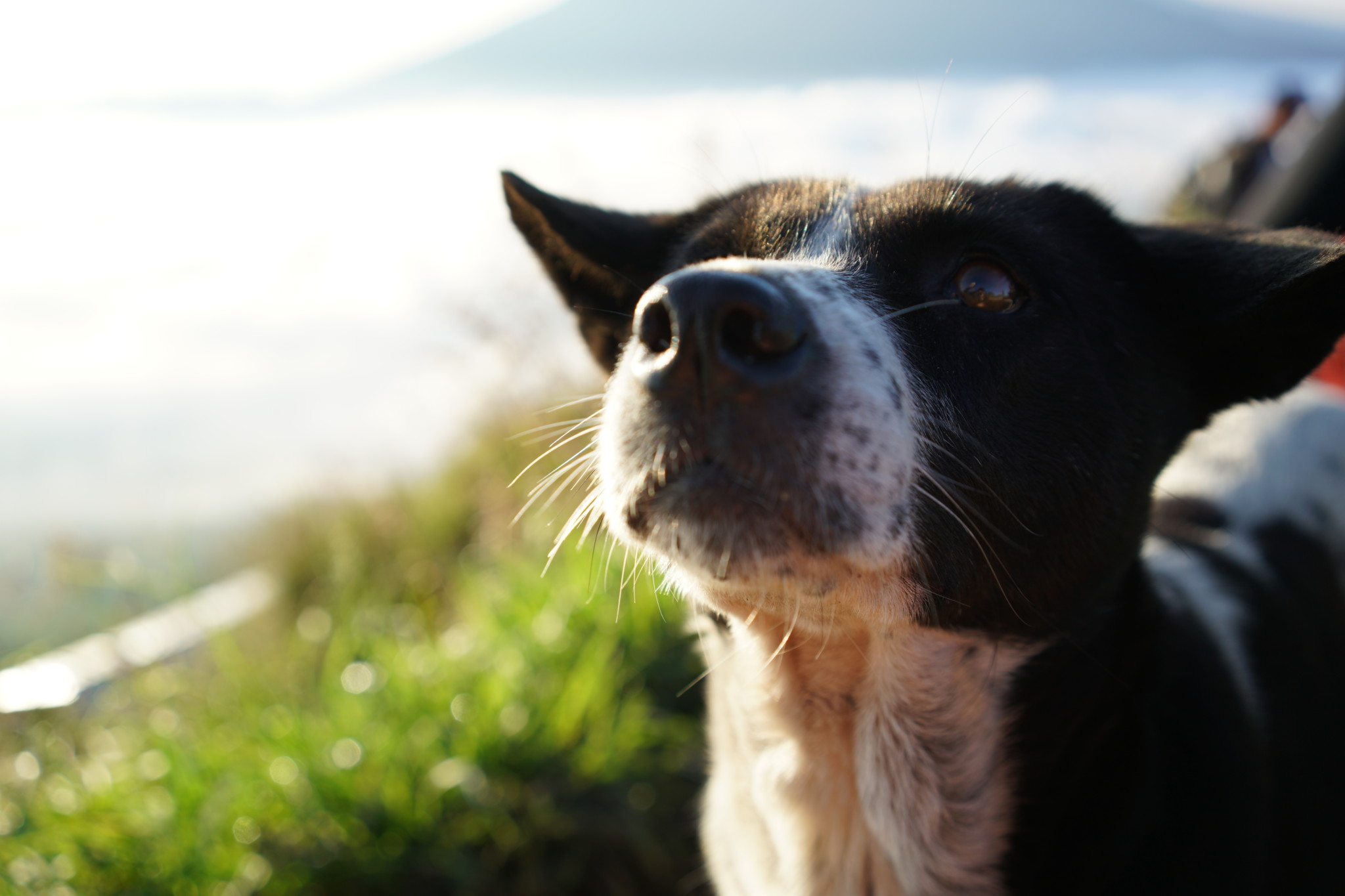 28 Spiele für Hunde die besten Ideen von Hundeexperten