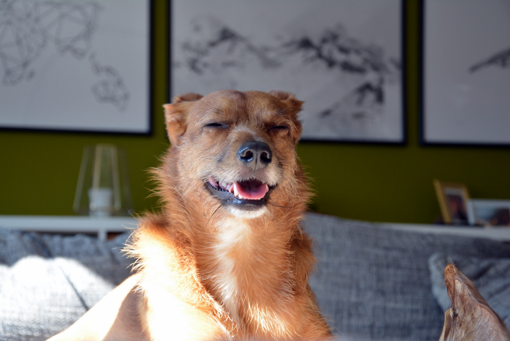 [Blogparade] Hund & Arbeit wann ist eins zuviel