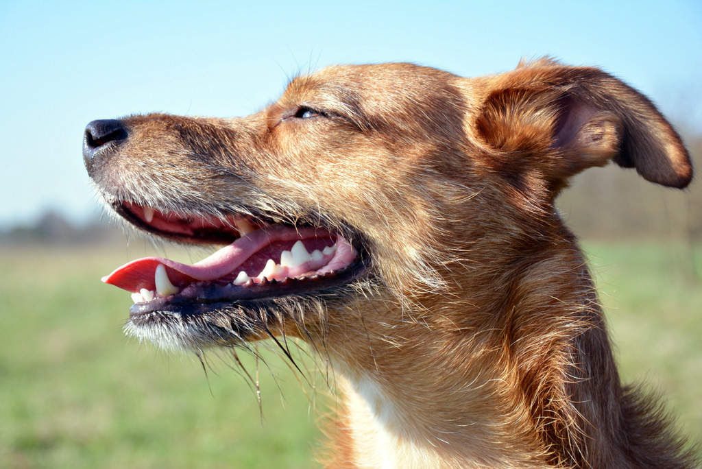 Der Jakobsweg mit Hund miDoggy Community