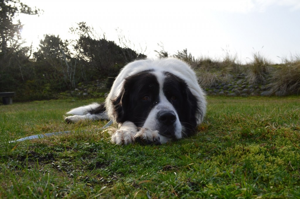 Gesundheit unserer Hunde miDoggy Community