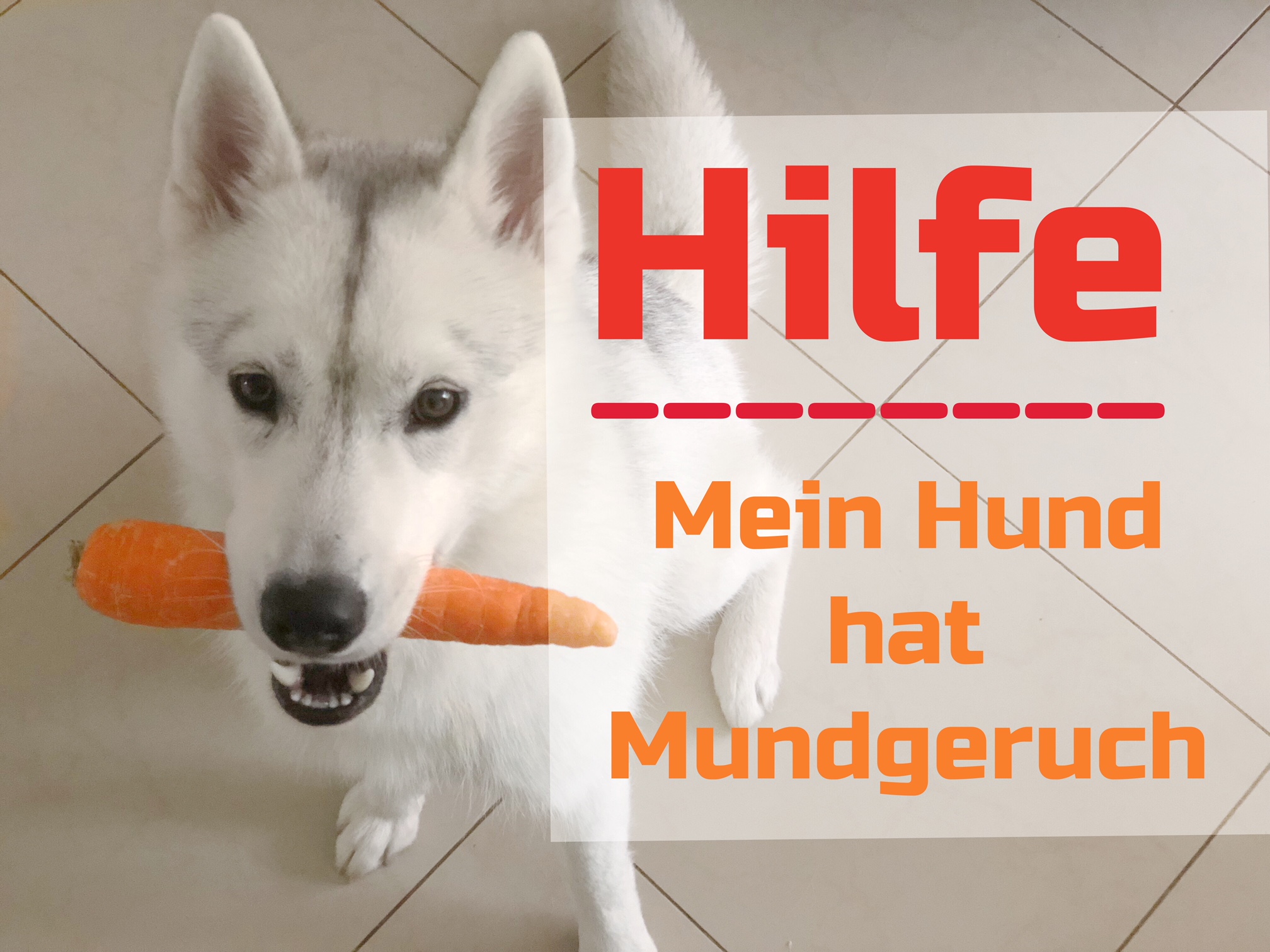 Hilfe mein Hund hat Mundgeruch *Werbung miDoggy Community
