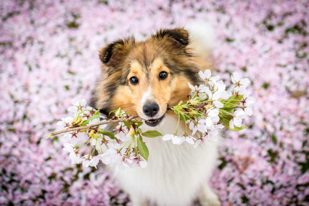 17 coole Hundetricks, die Du Deinem Hund beibringen kannst