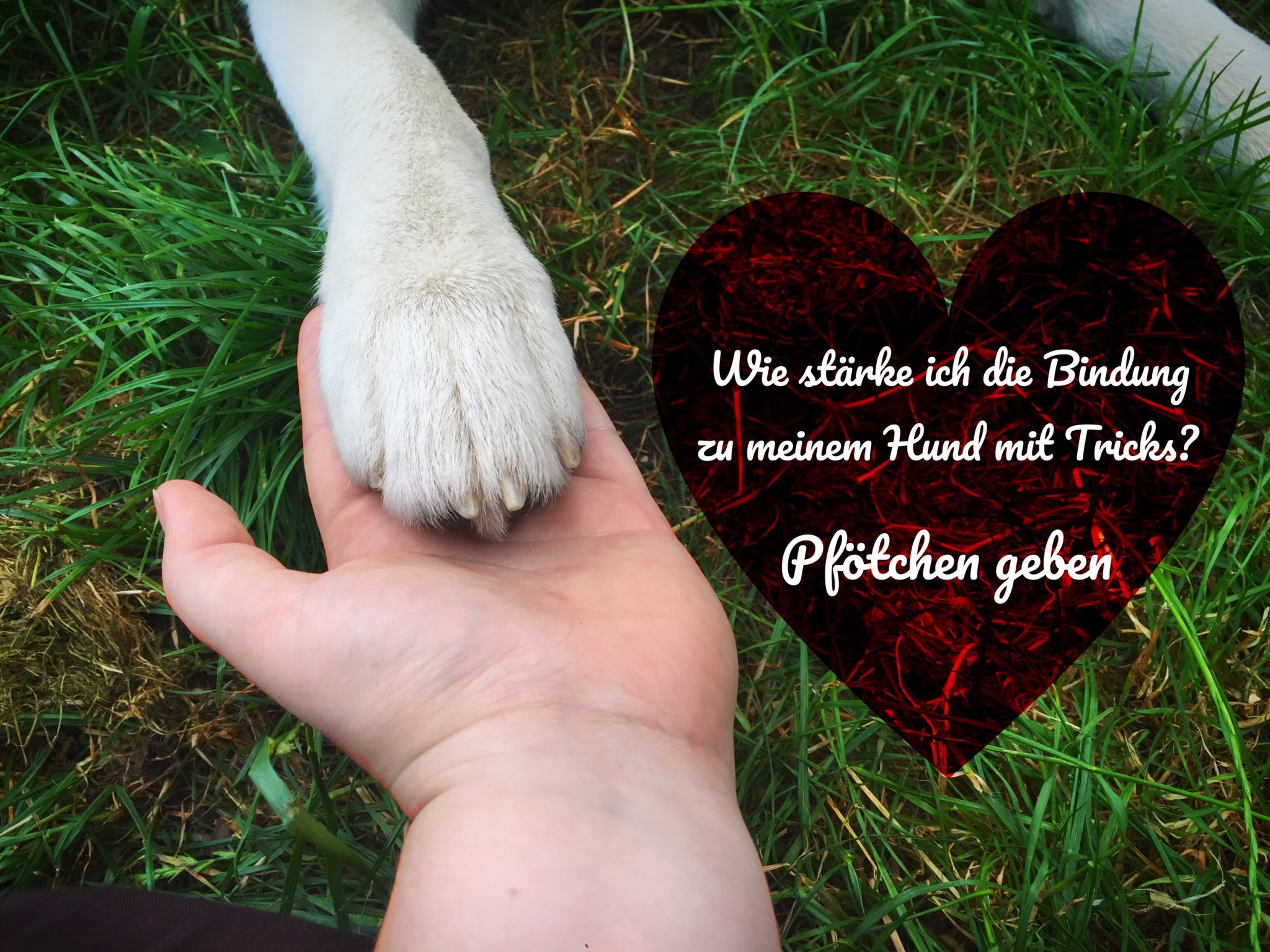 Wie stärke ich die Bindung zu meinem Hund mit Tricks Pfötchen geben