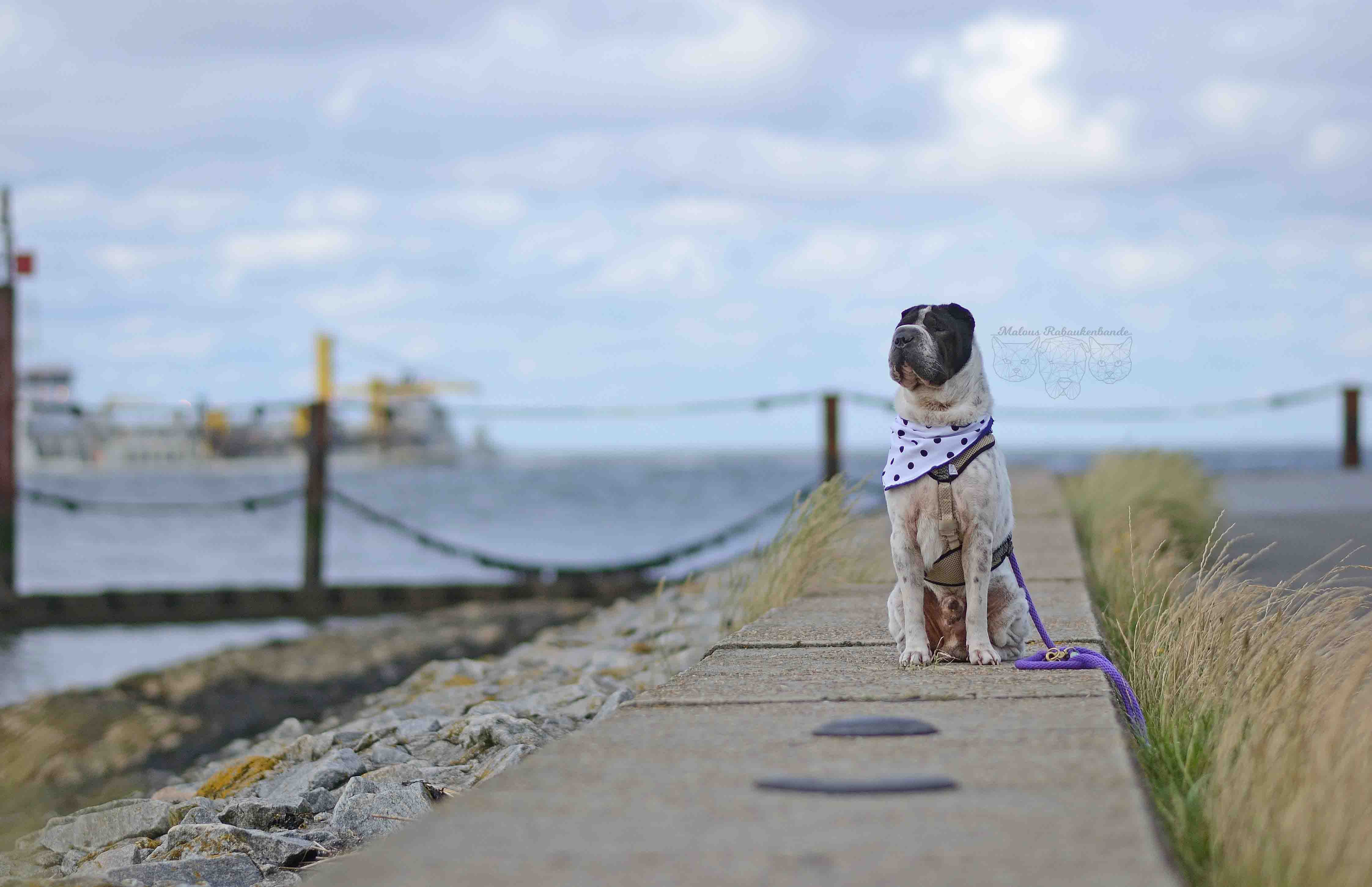 Cuxhaven einen (hundtastischen) Urlaub wert? miDoggy