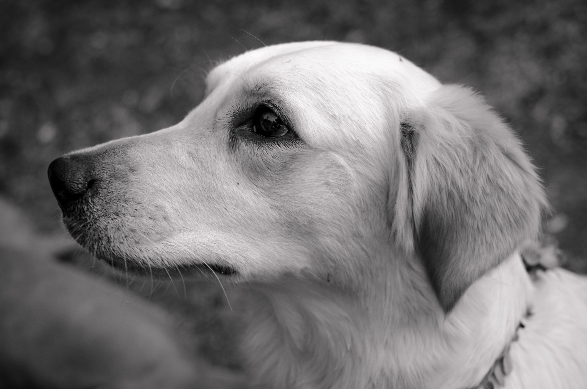 Wie hoch ist die Salmonellen Gefahr beim BARFEN wirklich? miDoggy Community