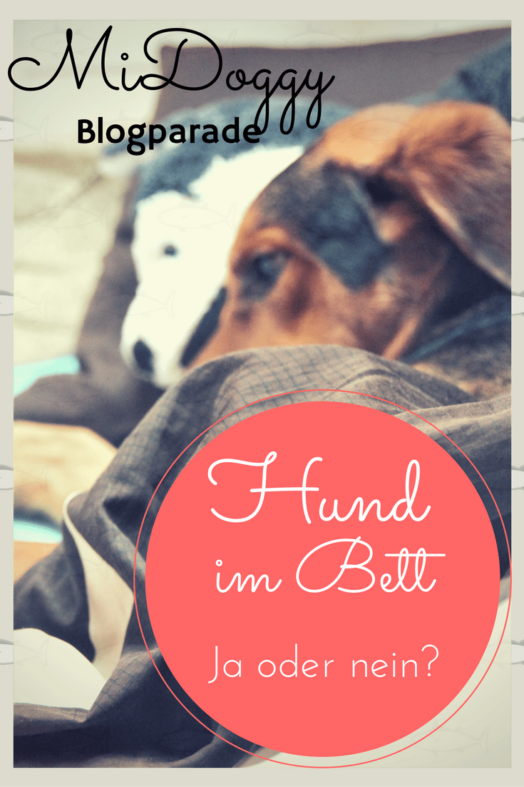 [MiDoggy Blogparade] Hund im Bett ja oder nein? miDoggy