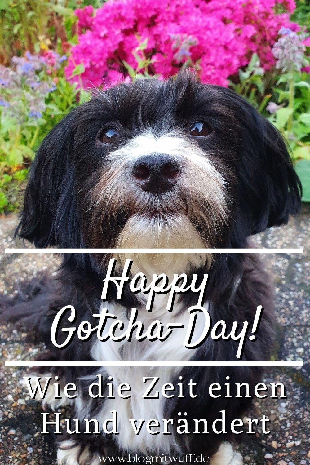 Happy Gotcha Day! Wie die Zeit einen Hund verändert