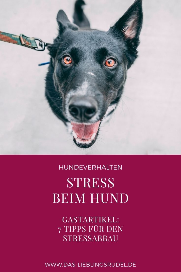 Stress beim Hund 7 Tipps für den Stressabbau miDoggy Community
