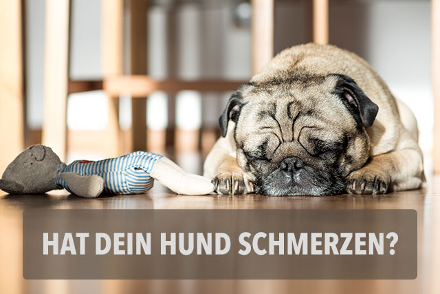 21 Punkte die dir verraten, ob dein Hund Schmerzen hat! miDoggy Community