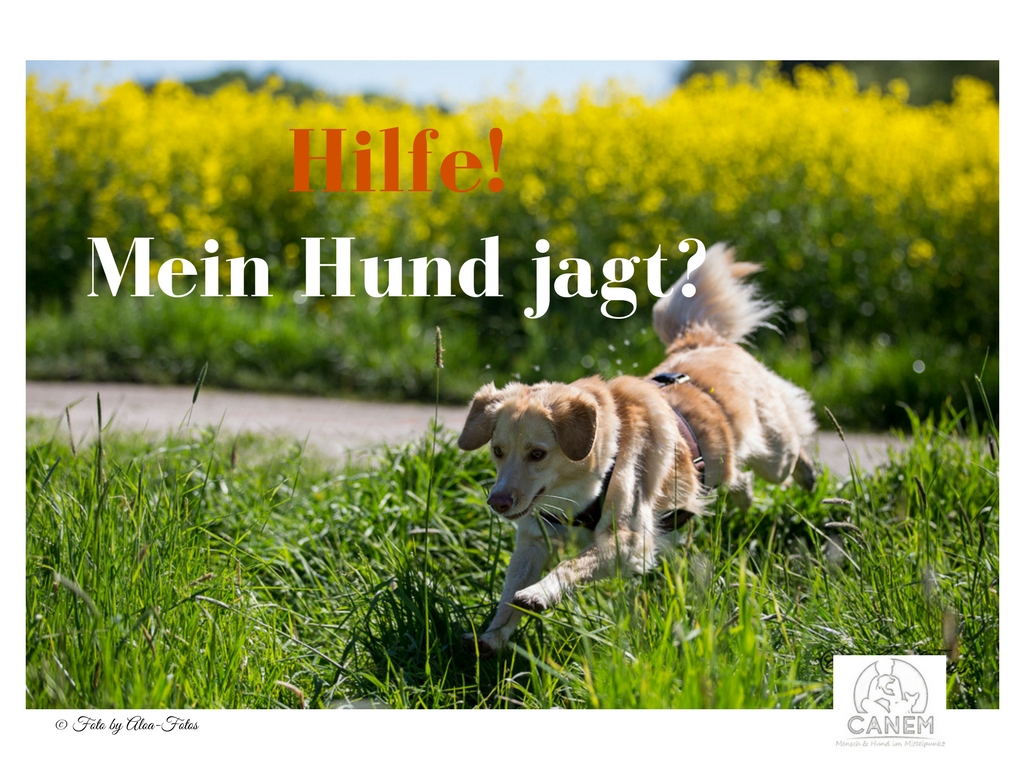 Hilfe, mein Hund jagt? miDoggy Community