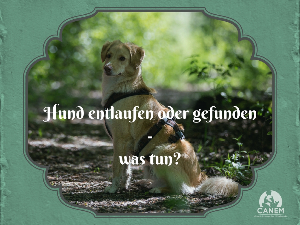 HUND ENTLAUFEN ODER GEFUNDEN? WAS MUSS ICH TUN? miDoggy Community