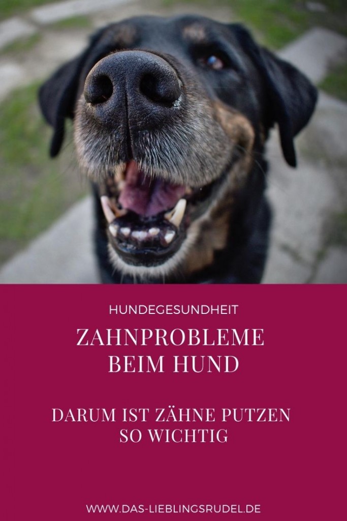 Zahnpflege beim Hund so geht es richtig und vor allem