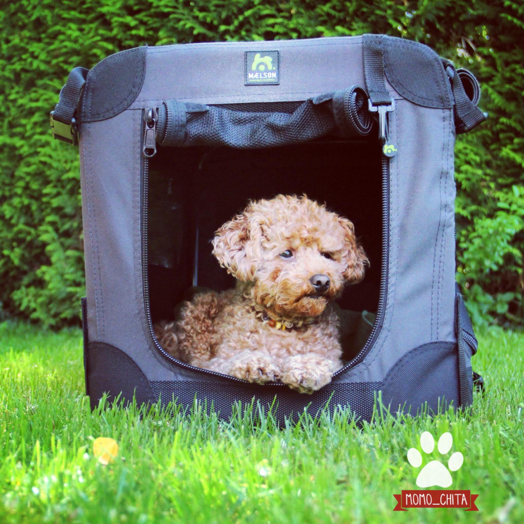 Rückzugsort Hundebox Hundhochdrei miDoggy Community