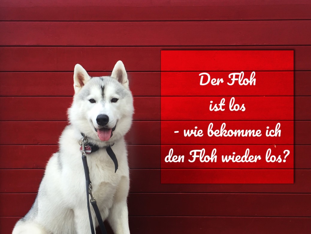Der Floh ist los wie bekomme ich den Floh wieder los? miDoggy Community