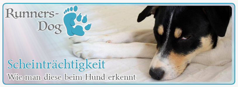 Woran man eine Scheinträchtigkeit beim Hund erkennt