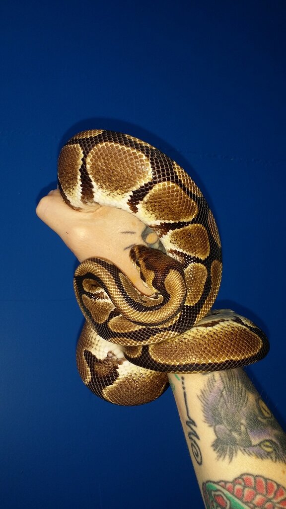 Stunted growth in ball pythons? Ball Pythons MorphMarket Reptile