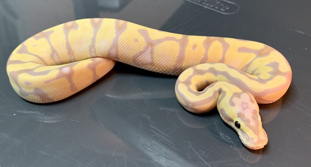 Been dying to show this guy off! Banana Enchi Pastel Vanilla Het. Clown! Ball Pythons