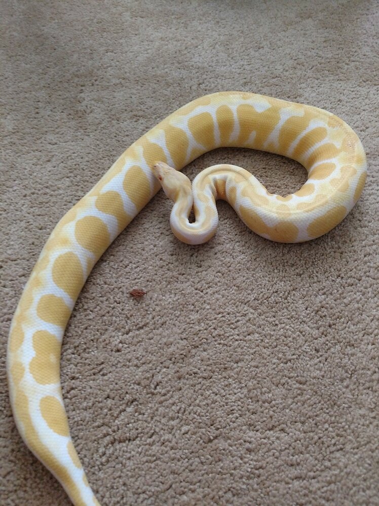 How to identify a banana albino? Ball Pythons MorphMarket Reptile