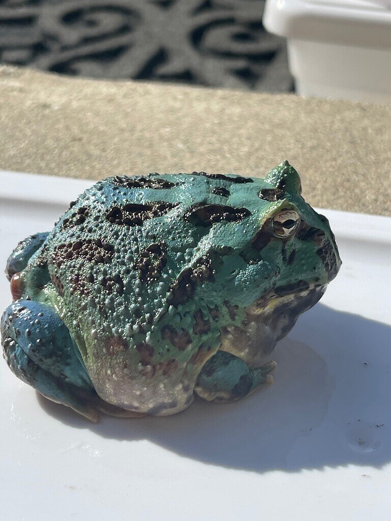 Are Adult Blue Samurai Pacman Frog Rare/Unhealthy? Other Amphibians