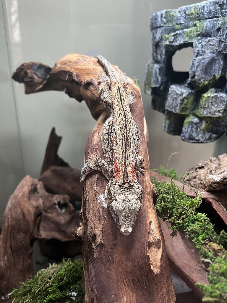 Gargoyle Bioactive set up? Geckos MorphMarket Reptile Community