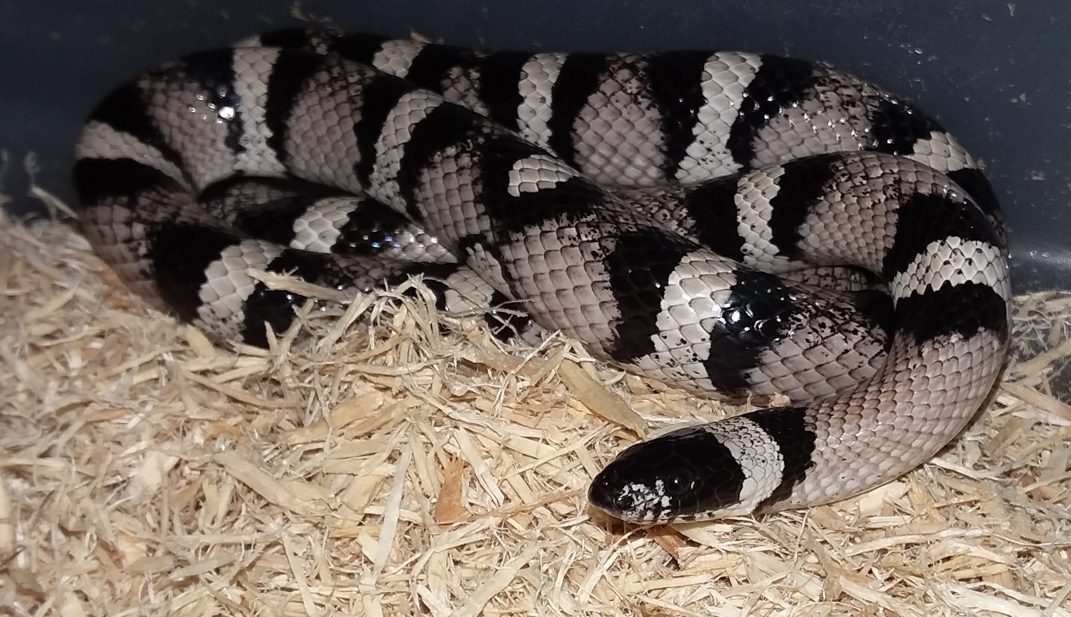 Anery New Mexico Milk snake Colubrids MorphMarket