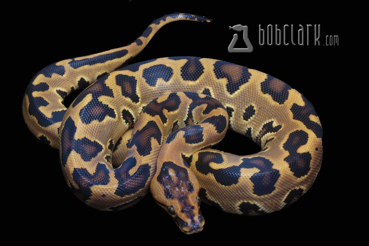 Hybrid Ball Python Traits Morphpedia
