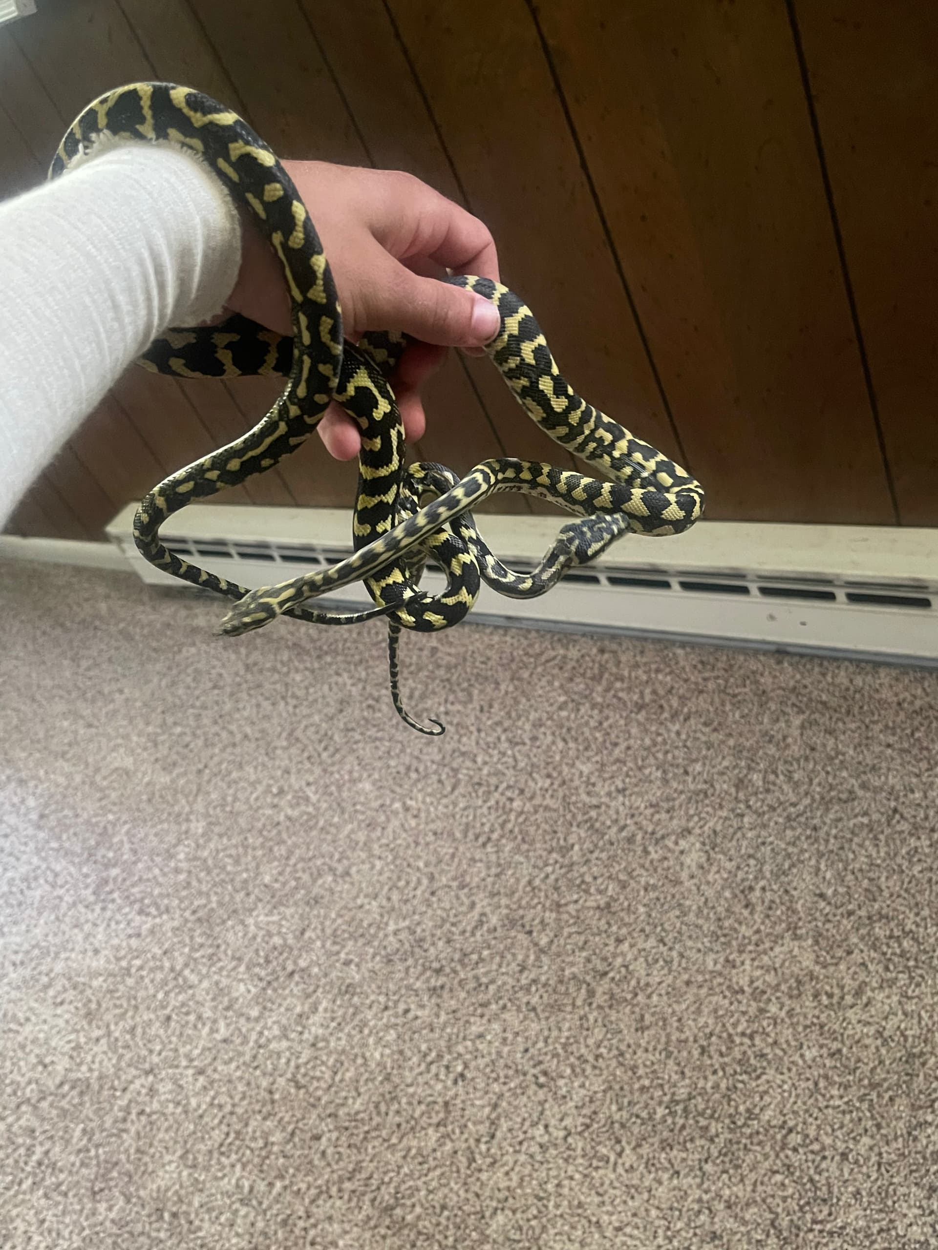 Future pair of highlighter/head hunter line jungle carpets Carpet