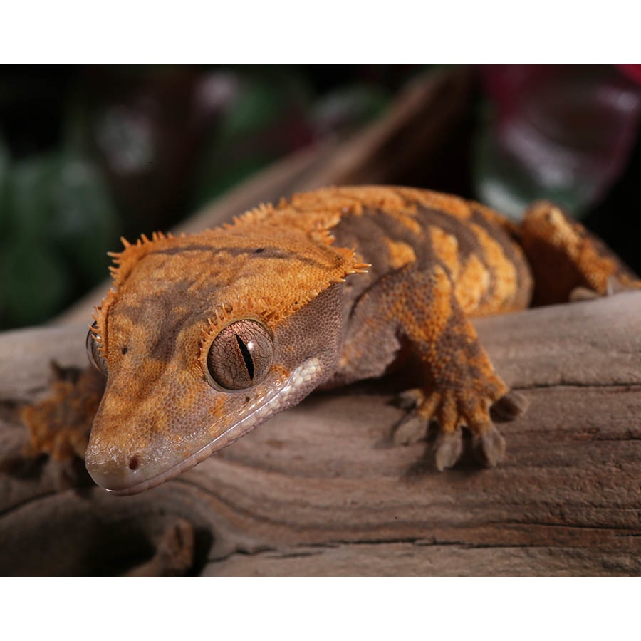 Halloween Crested Gecko Traits Morphpedia