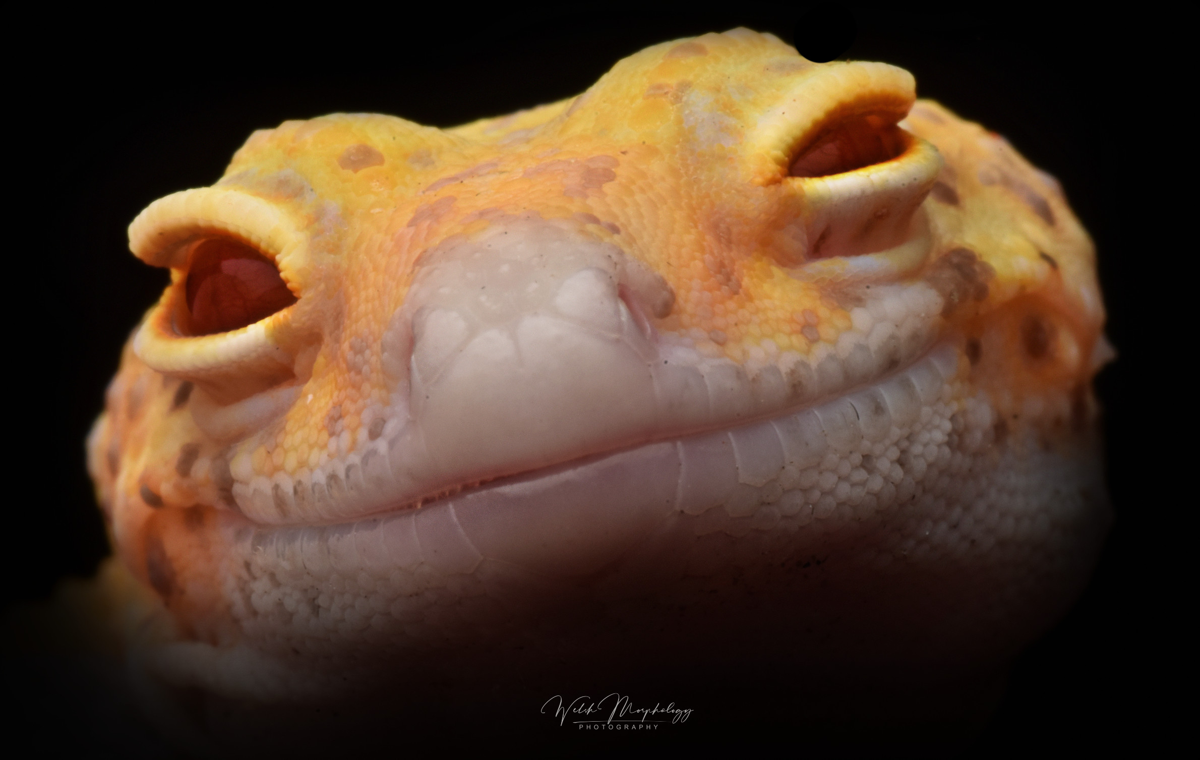 Silly answers only Geckos MorphMarket Reptile Community