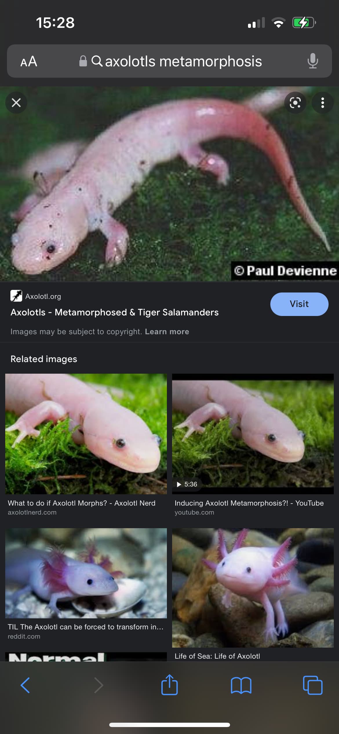 Axolotls are actually salamanders Axolotls MorphMarket Reptile