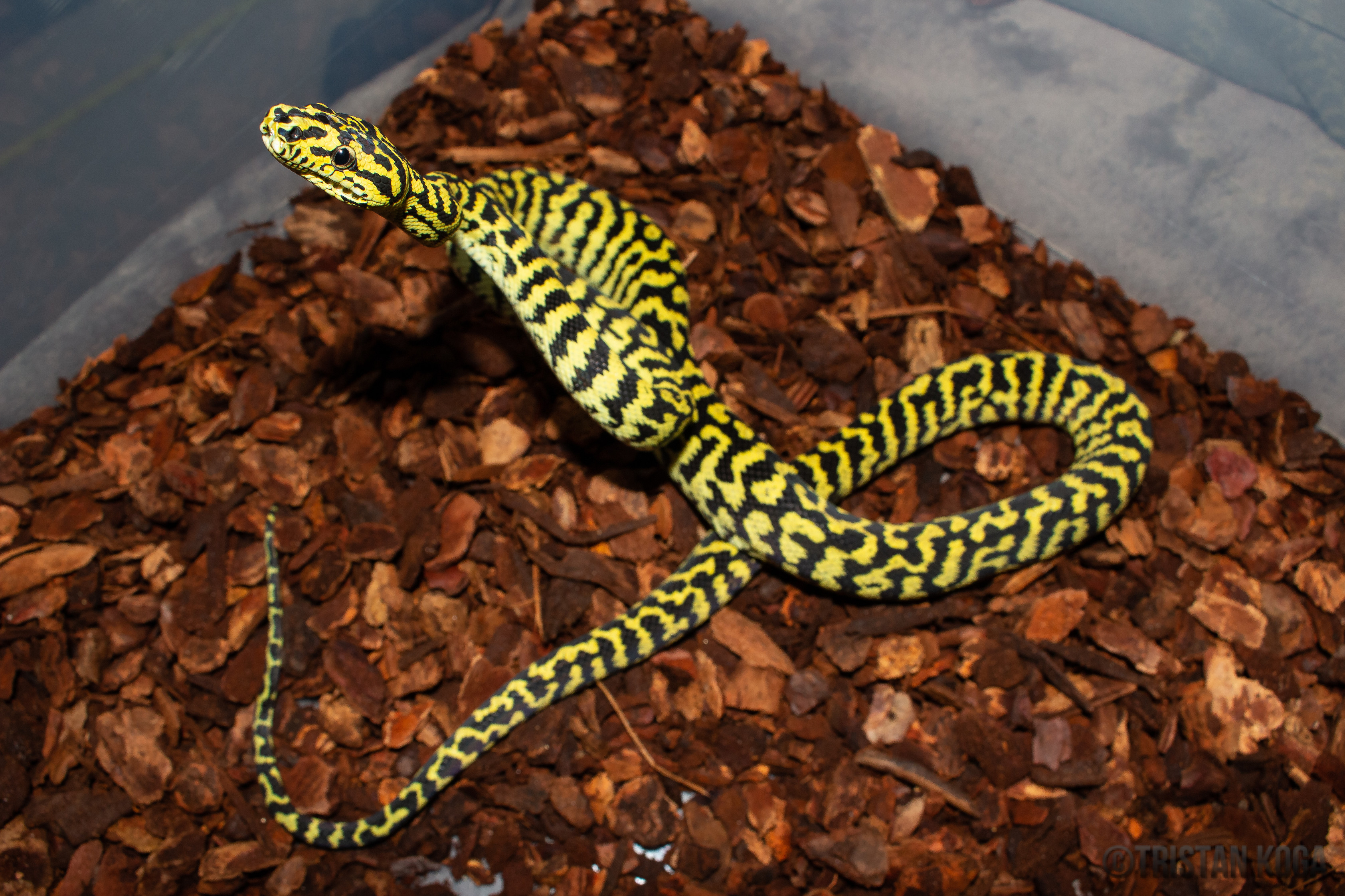 Zebra Carpet Python Traits Morphpedia