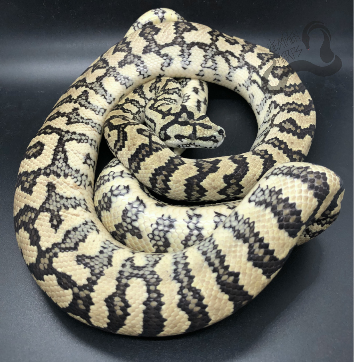 Caramel Carpet Python Traits Morphpedia