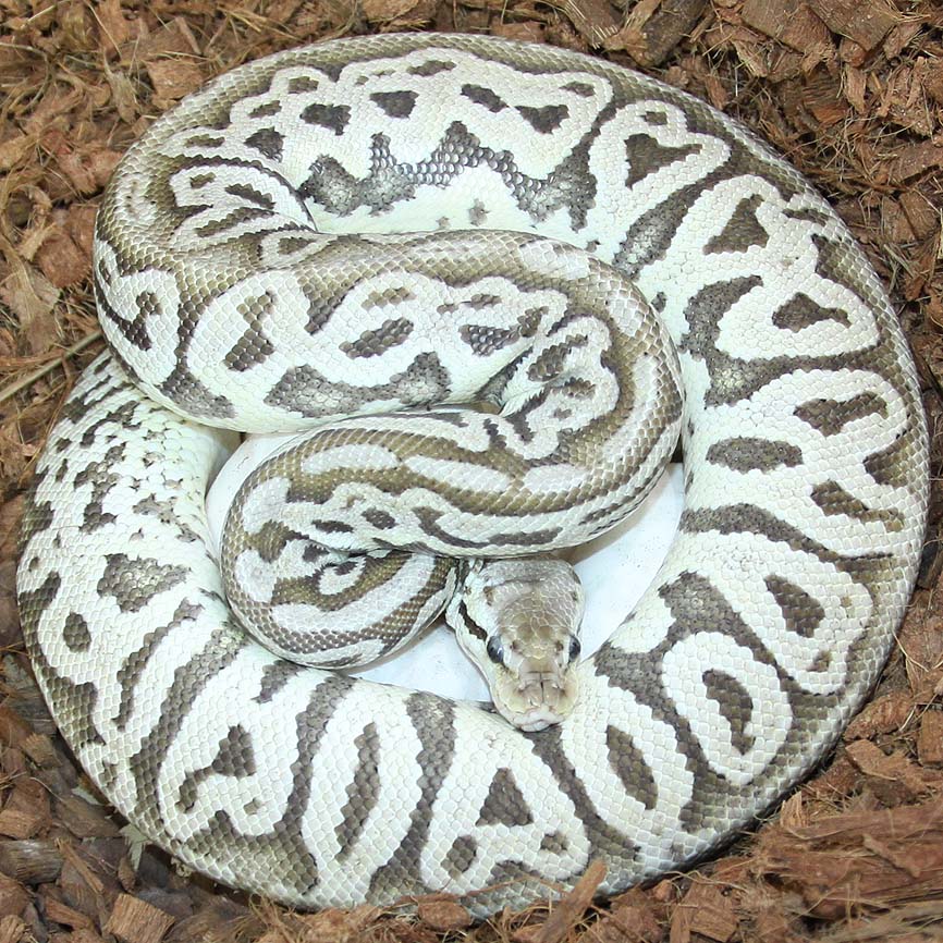 Eramosa Ball Python Traits Morphpedia
