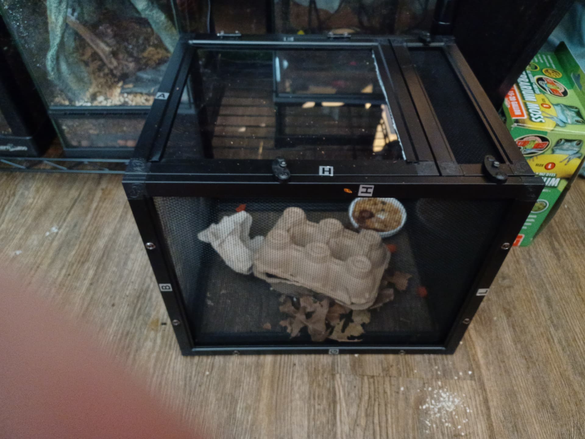 Keeping my crickets alive Other Invertebrates MorphMarket Reptile