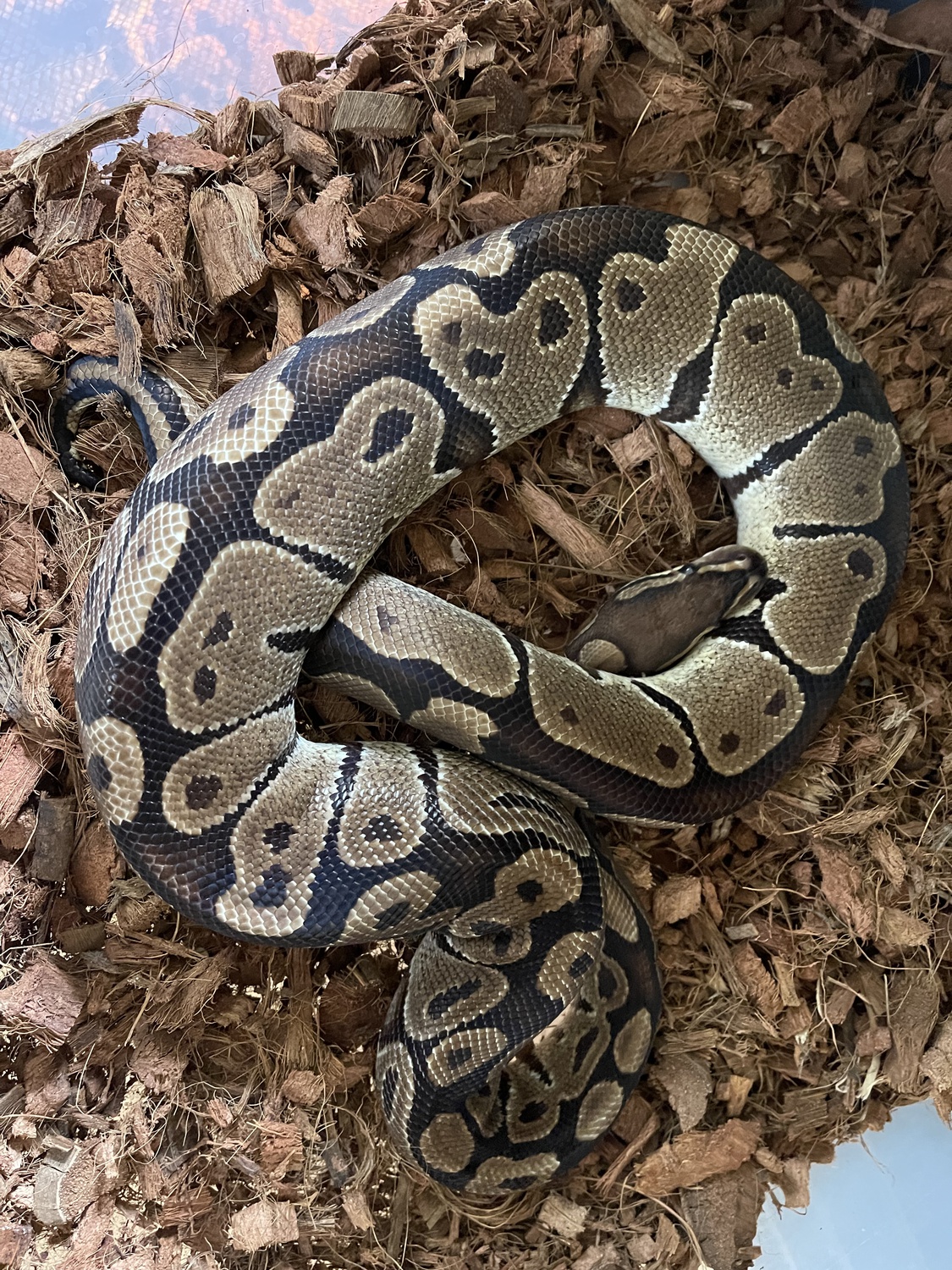 Normal Ball Python Traits Morphpedia