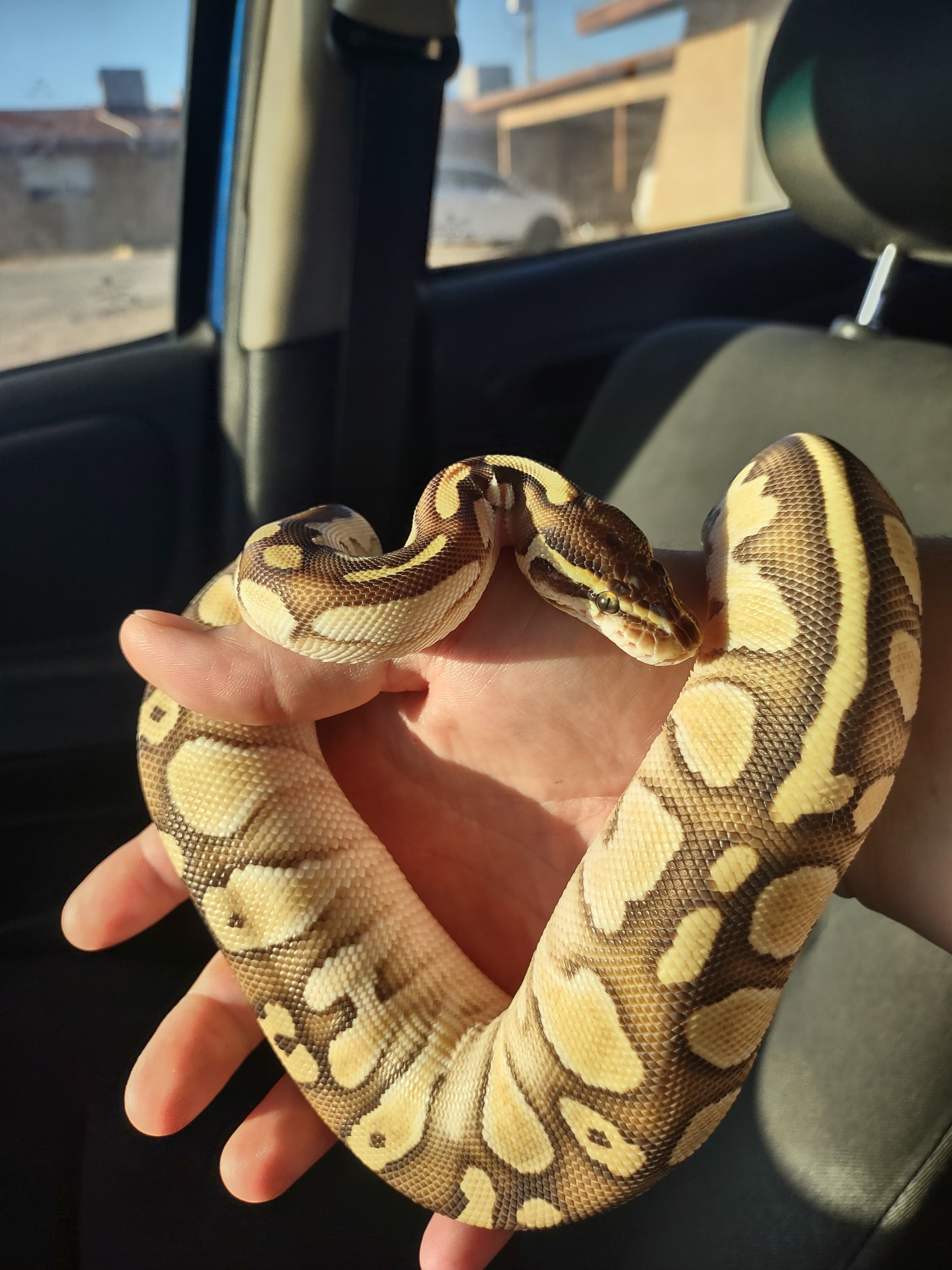 Heat Tape advice!?!? Ball Pythons MorphMarket Reptile Community