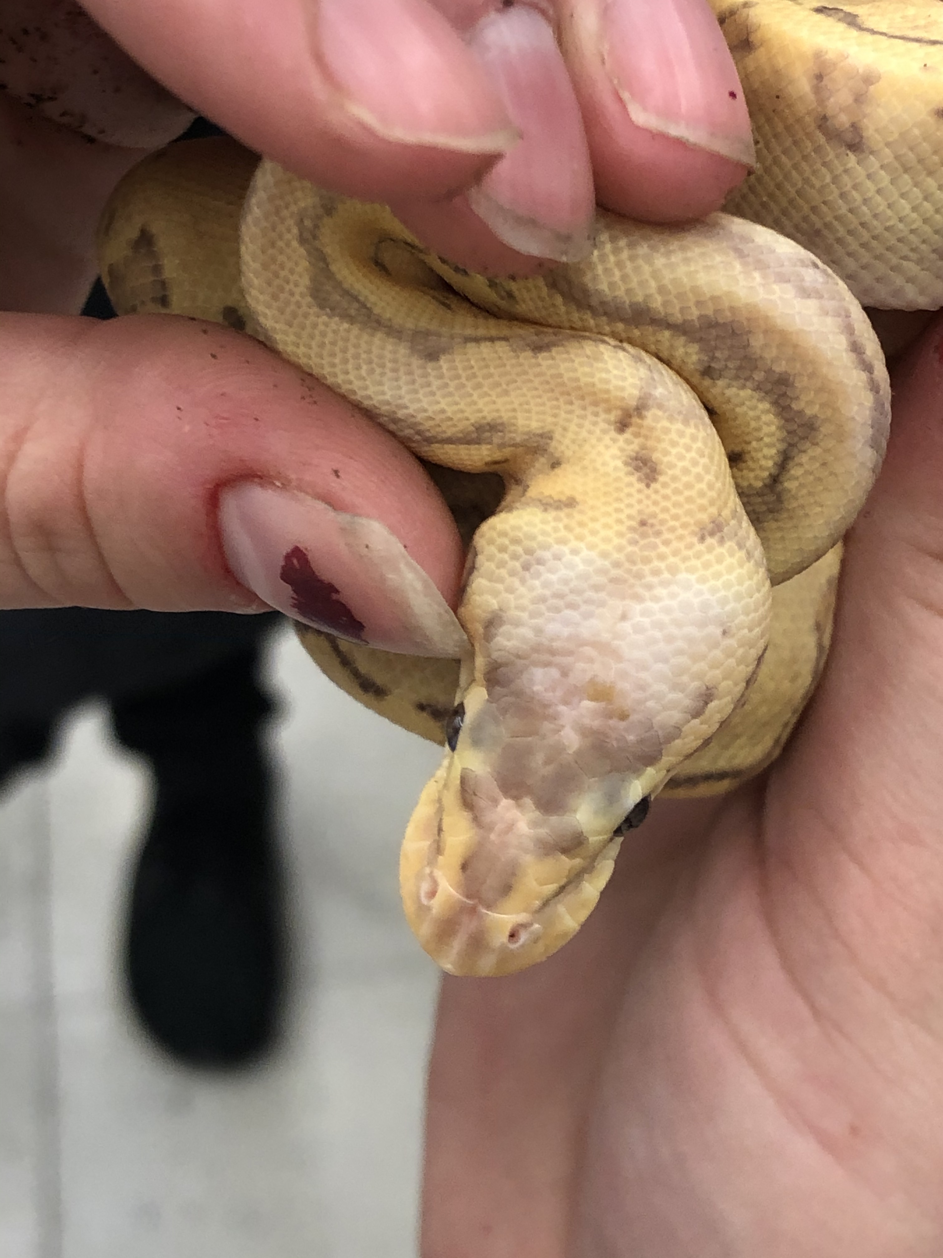 Craigslist find Ball Pythons MorphMarket Reptile Community