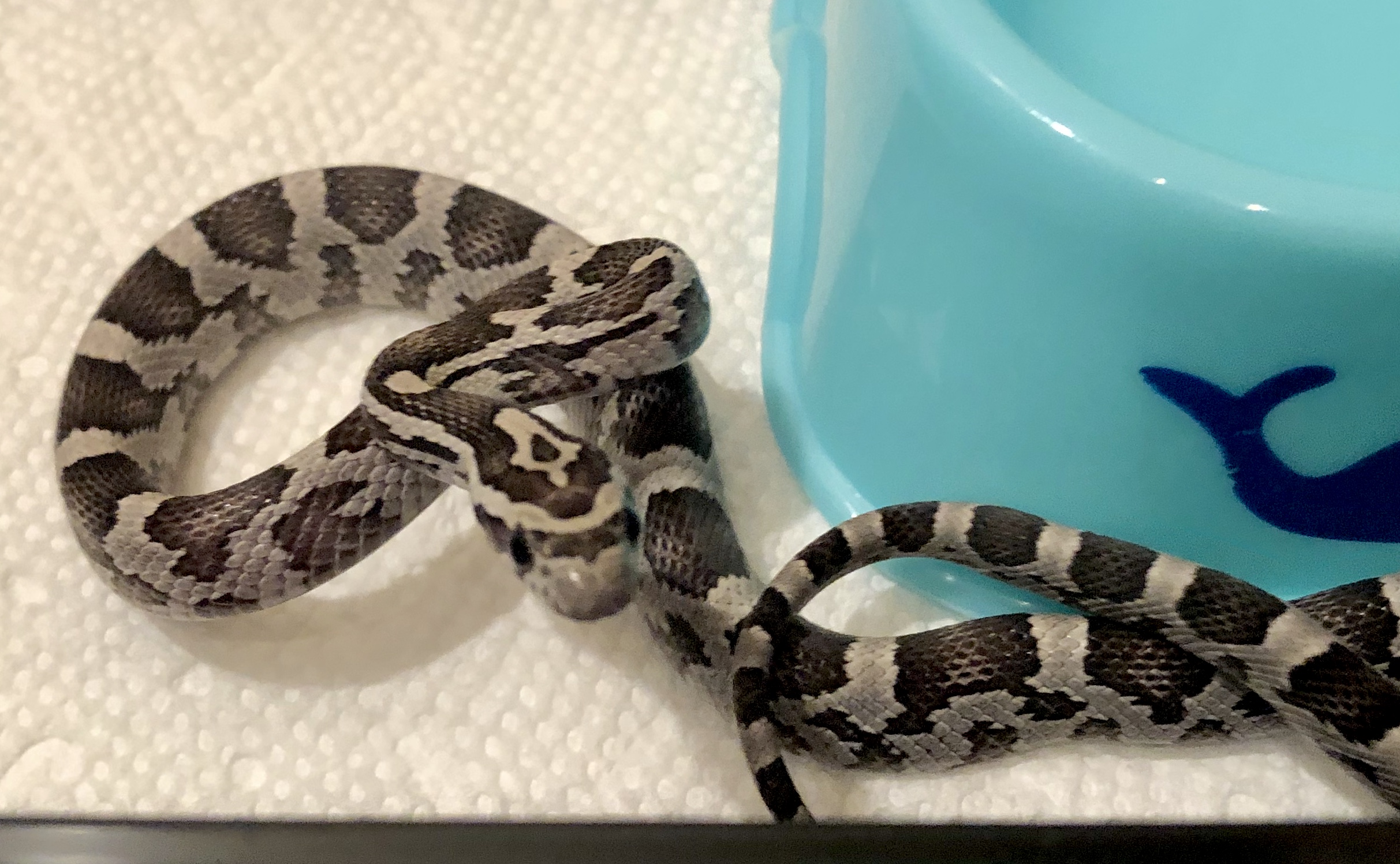 Anerythristic Corn Snake Traits Morphpedia