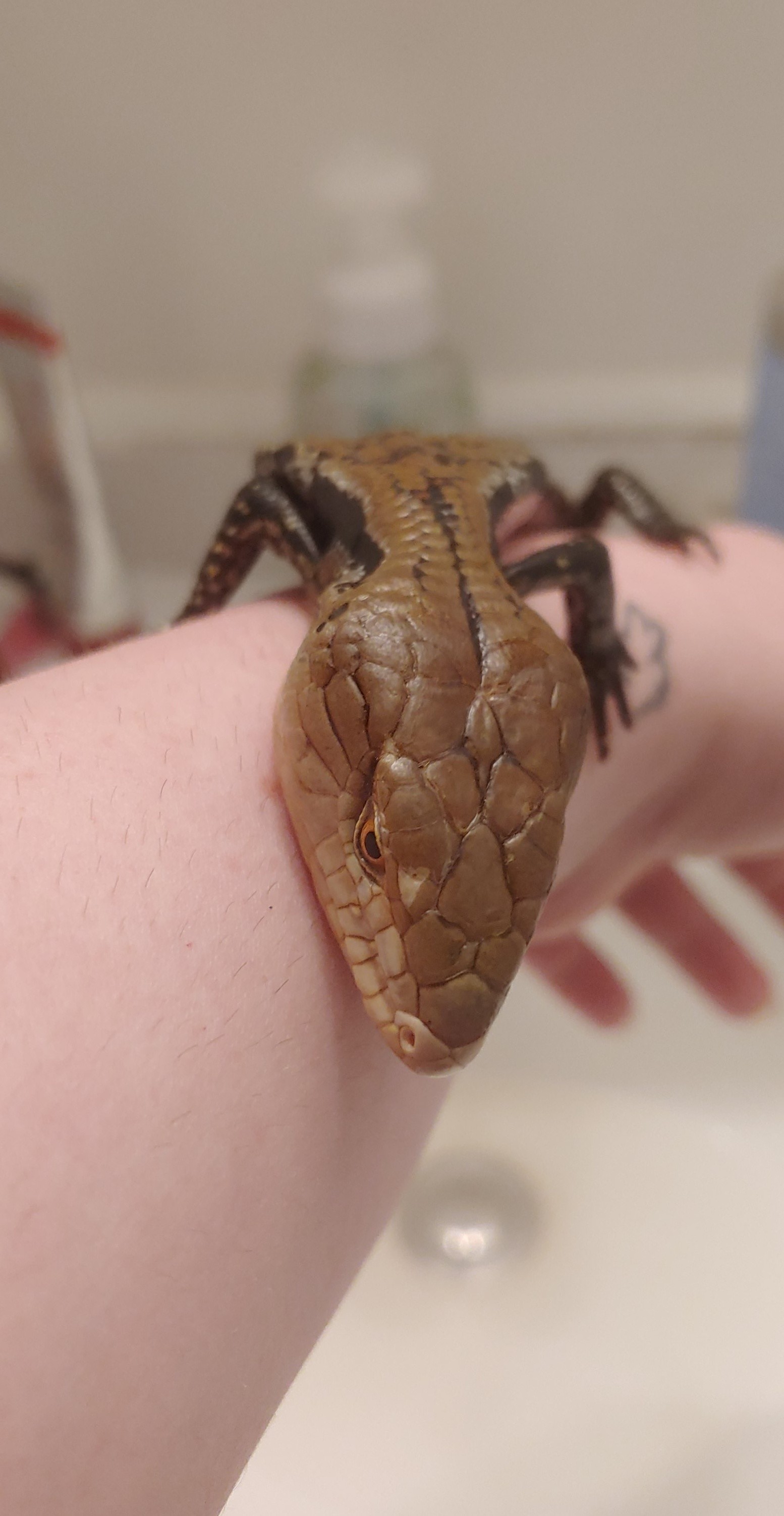 Blue Tongue Skink Identification? Lizards MorphMarket